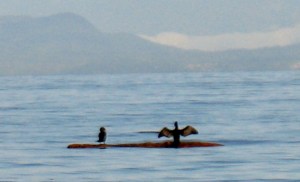 cormorants 1 (600x364)