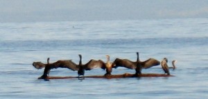 cormorants 4 (600x288)
