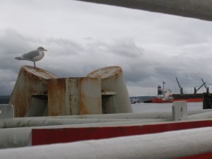 seagull on dock (600x450)