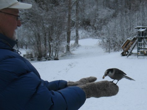 2014-11-04 Lynn feeds a whiskey jack (800x600)