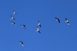 joan's sandhill cranes