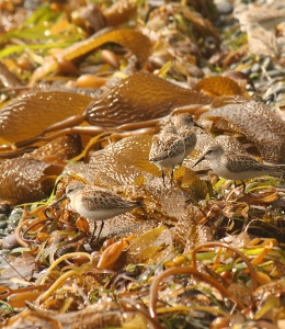 shorebirds (260x300)