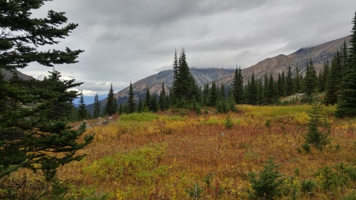 aline-meadow-500x281