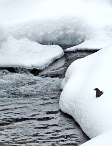 cinclezenrock_francoidepey