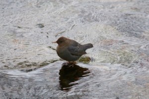 dipper-1-600x400