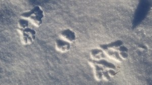 snowshoe-hare-400x225